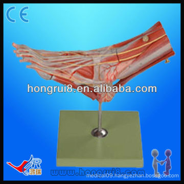 ISO medical muscles of foot with main vessels and nerves human anatomical foot model